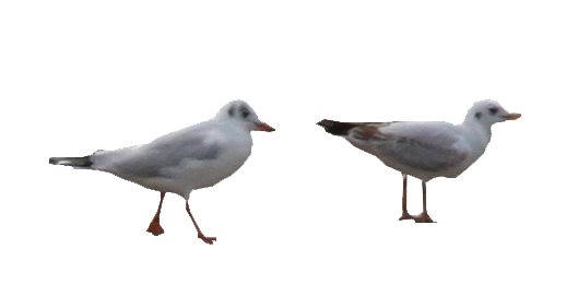 655-Mouettes8.png 131