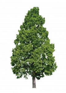 250-arbre feuille caduque_2.png 131