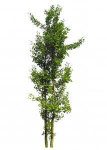 486-arbuste ou petit arbre_2.png 131