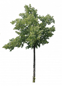 216-arbuste ou petit arbre_4.png 131