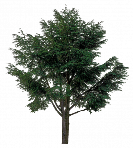 360-arbre feuille caduque_4.png 131
