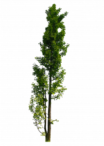 739-arbuste ou petit arbre_3.png 131