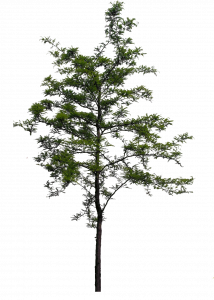 259-arbuste ou petit arbre_1.png 131