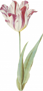397-flower7.png 155