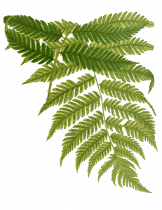 198-leaf2.png 155