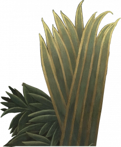 162-plant1.png 155