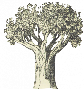 339-tree4.png 155