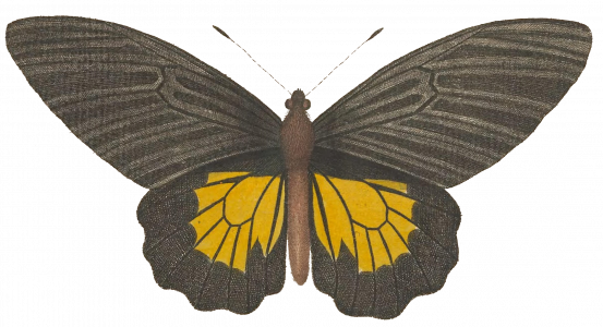 668-butterfly2.png 155