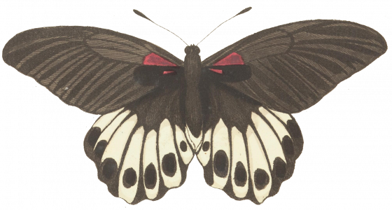 889-butterfly3.png 155
