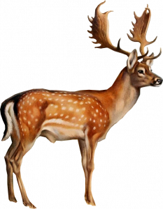 753-deer.png 155