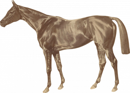 674-horse.png 155