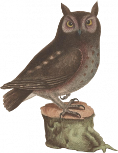7-owl.png 155