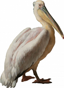 950-pelican.png 155