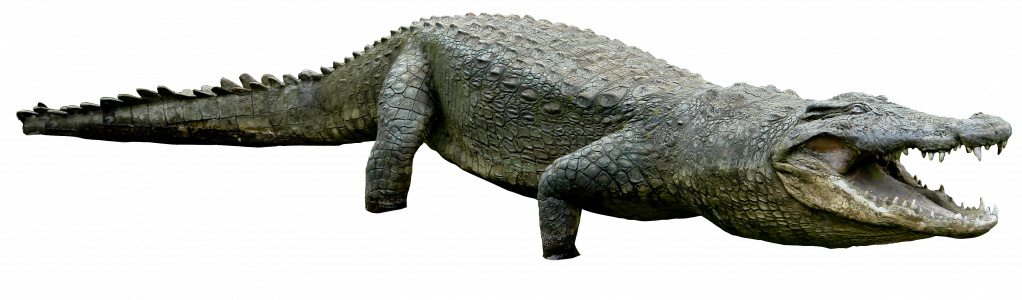 89-crocodile_01_by_gd08_by_gd08_d5xl3zd.png 177