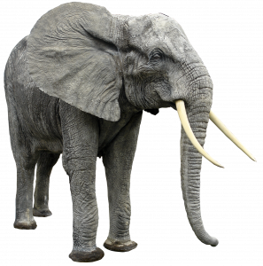 92-elephant_by_gd08_by_gd08_d5xp44z.png 177