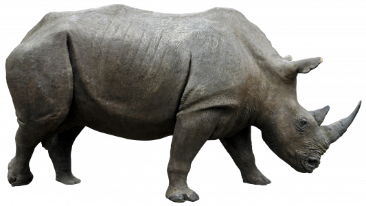 601-rhino_01_by_gd08_by_gd08_d62d6x5.png 177