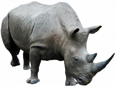 875-rhino_03_by_gd08_by_gd08_d62d81g.png 177