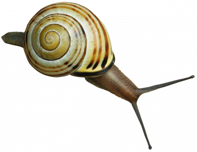 3-snails_png_by_gd08_d3ioxq6.png 177