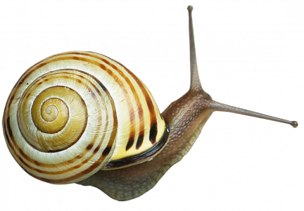 892-snails_png_by_gd08_d3ioxq61.png 177