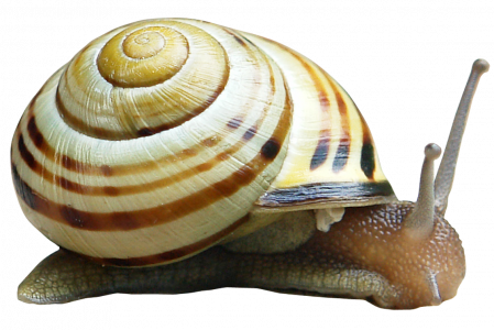 35-snails_png_by_gd08_d3ioxq62.png 177