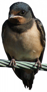 263-swallow1_by_gd08.png 177