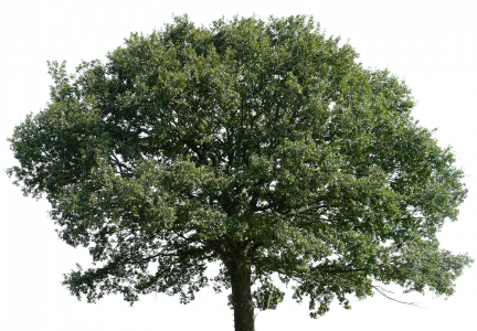 950-tree_16_png_by_gd08-d2ysap1.png 177