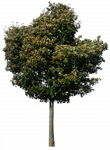 741-tree_29_png_by_gd08-d302ey5.png 177