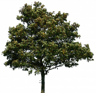 296-tree_34_png_by_gd08-d30unt3.png 177