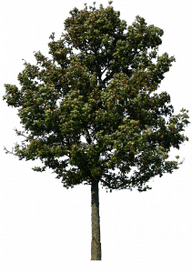 428-tree_47_png_by_gd08-d31huhh.png 177