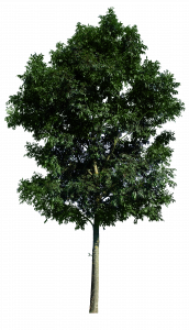 887-tree_48_png_by_gd08-d49eqww.png 177