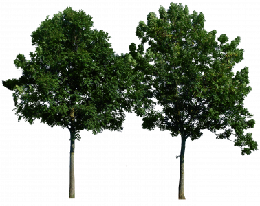 439-tree_49_png_by_gd08-d49poxa.png 177