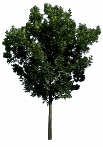 373-tree_56_png_hq_by_gd08-d4t8a4c.png 177