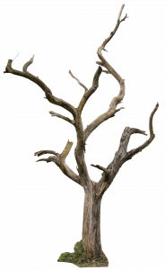 576-dead_tree_04_by_gd08_d5xl4sv.png 177