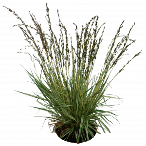 926-grass_02_png_by_gd08_d4a2the.png 177