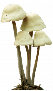 658-mushroom_12_13_14_png_by_gd08_d34vgqe1.png 177