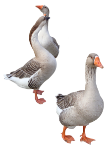 868-geese.png 178