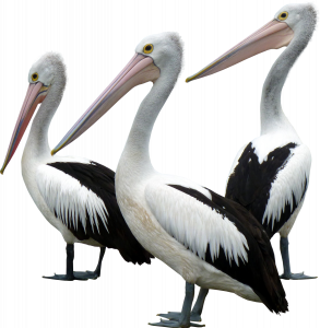 577-pelicans.png 178