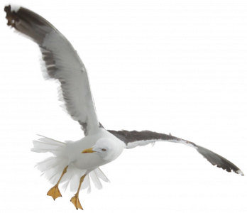 544-seagull.png 178