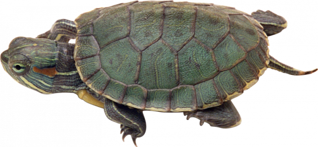 755-tortugas-8.png 193