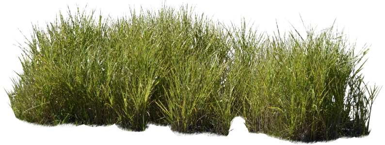 865-MrCutout.com - wild-grass-miskanthus-sinesnsis-zebrinus-0002-large.png